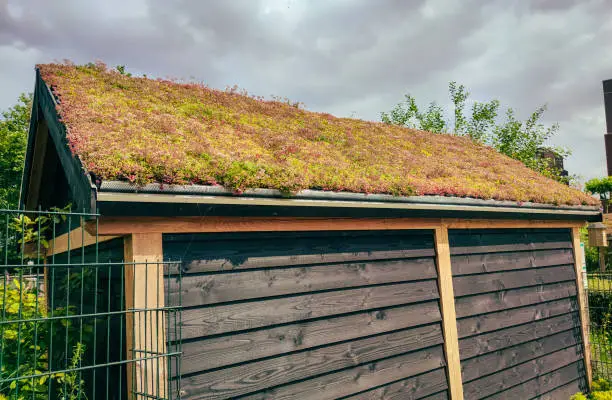 Roof of a barn covered with rock plants or Sedum.