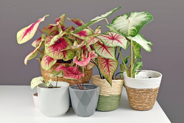 istock Colorful exotic Caladium plants in flower pots 1330870276