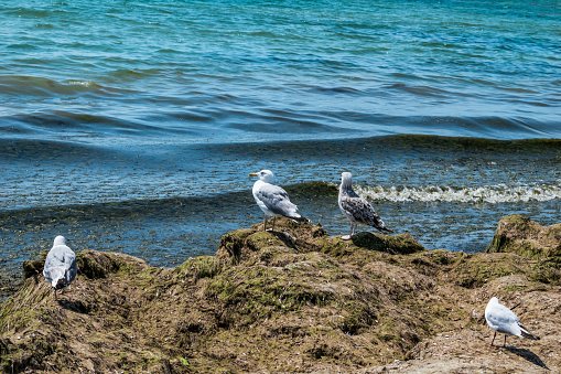 Four seagulls stand on a heap of dry seaweed on the shore against the background of the dirty Black Sea in Zaliznyi Port (Ukraine). Adults and young birds of the great black-backed gull are resting on the sea beach