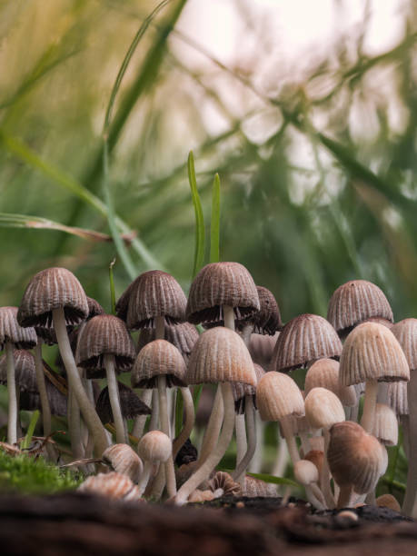 A group of mushrooms grows on a piece of wood in a meadow. Detailed close-up of a group of mushrooms growing densely packed on a pasture in the grass. marasmius siccus stock pictures, royalty-free photos & images