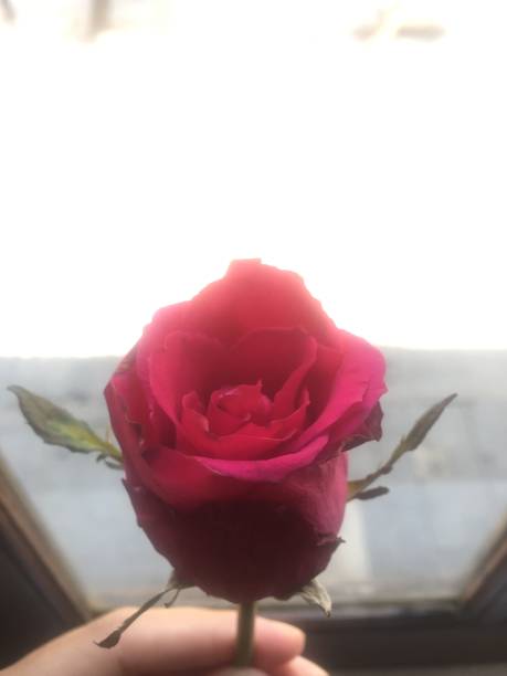 istock A beautiful and unique red rose is shining brightly. 1330872441