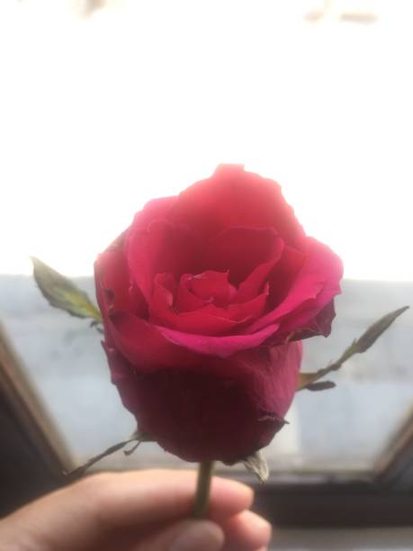 istock A beautiful and unique red rose is shining brightly. 1330872447