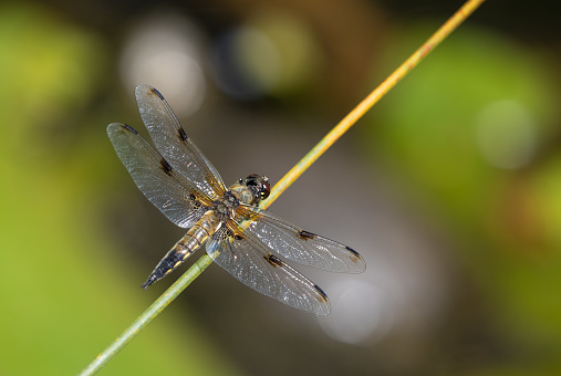 Close shot of a four-spotted skimmer.