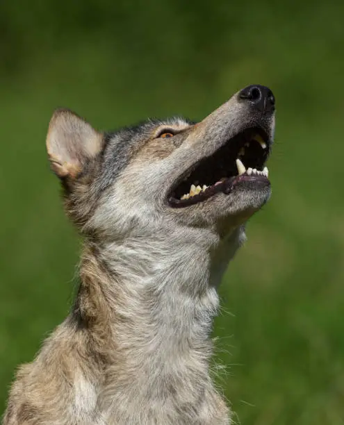 Close shot of a calling canadian timberwolf.