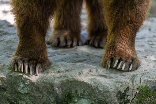 Close shot of grizzly claws.