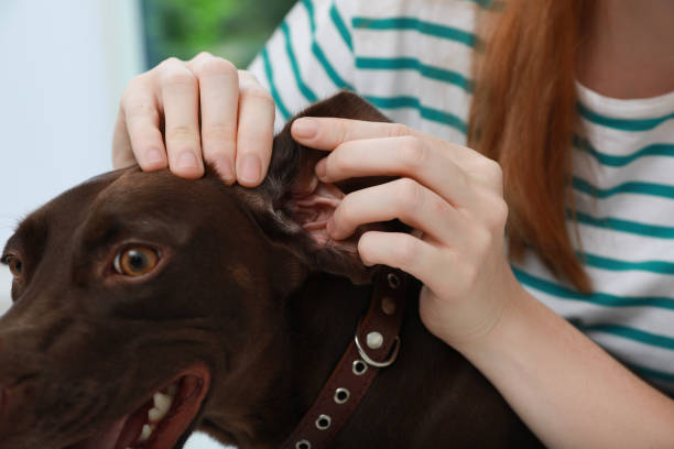 donna che esamina l'orecchio del suo cane per le zecche, primo piano - cute animal purebred dog brown foto e immagini stock