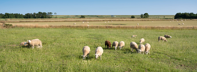 sheep in green meadow under blue sky on dutch island of texel in summer in the netherlands