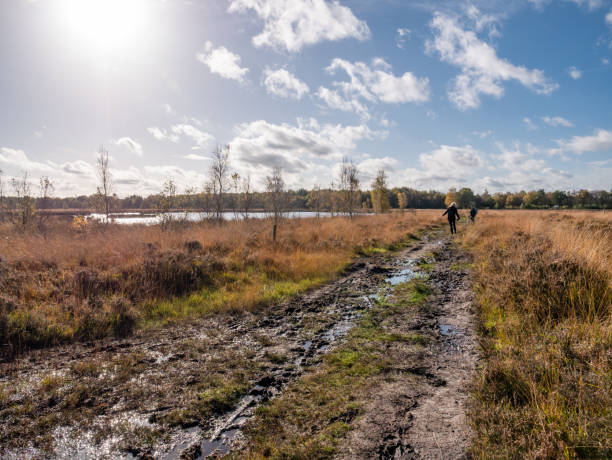 People hiking in mud in peat bog of nature reserve Dwingelderveld, Drenthe, Netherlands People walking in mud, boggy footpath in peat bog of national park Dwingelderveld, Drenthe, Netherlands molinia caerulea stock pictures, royalty-free photos & images