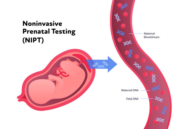 nieinwazyjna koncepcja nipt badania rodzicielskiego. wektor płaska ilustracja opieki zdrowotnej. test genetyczny. dziecko w łonie matki, naczynie krwionośne, symbol spirali dna. projektowanie dla służby zdrowia, farmacji, planowania rodziny - pregnancy test stock illustrations