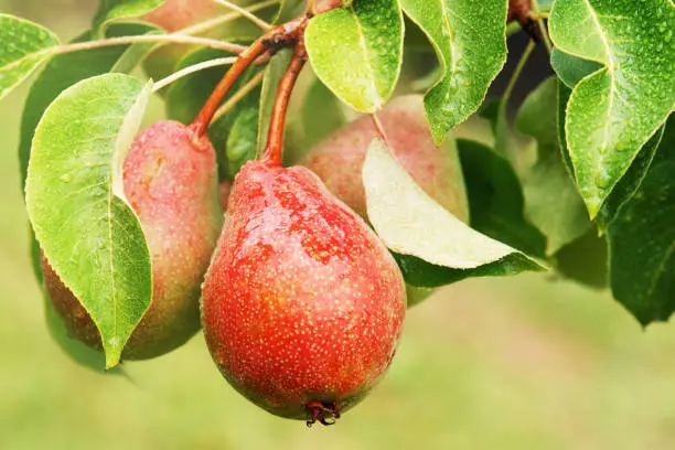 Photo of Fresh pears on the branch