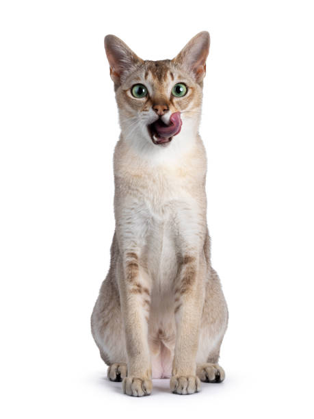 istock Young Singapura cat on white background 1330877049