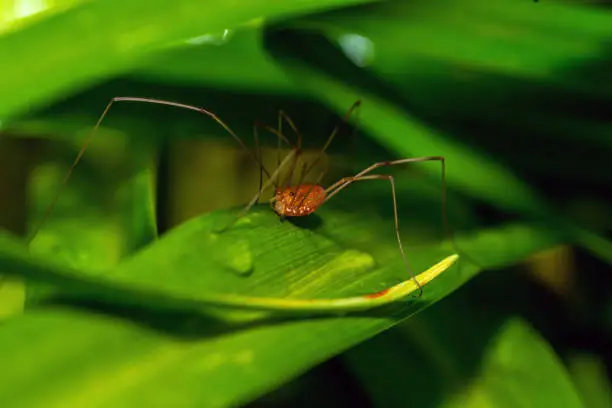 Opiliones ,an order of arachnids colloquially known as harvestmen, harvesters, or Opiliones ,an order of arachnids colloquially known as harvestmen, harvesters, or daddy longlegs.