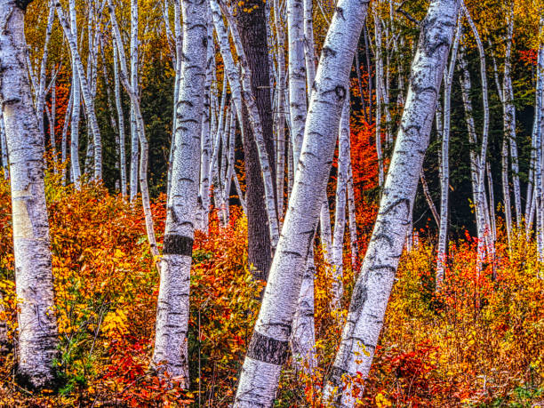 foglie autunnali nella foresta - betula papyrifera foto e immagini stock