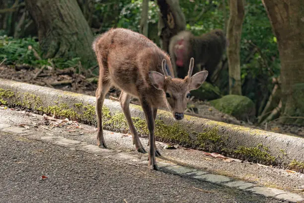 Wild Yakushima spotted sika deer or Cervus nippon yakushimae in Yakushima Island, Japan