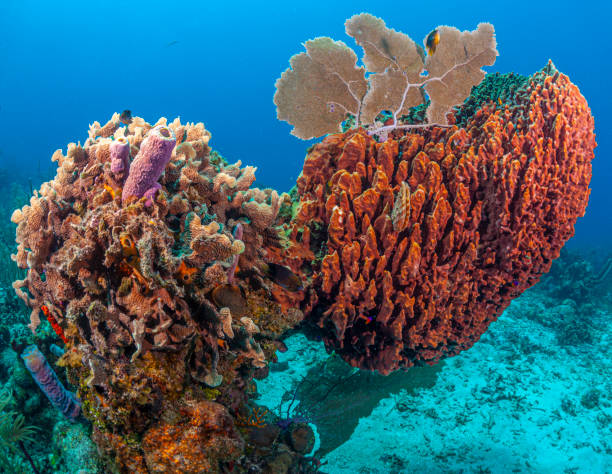istock barrel sponge ,Xestospongia muta 1330878149