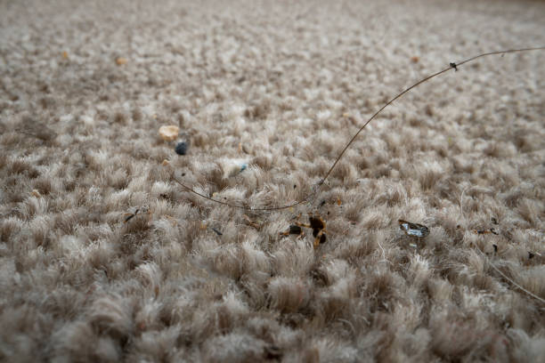 крупный план грязи на ковре - house dust allergy стоковые фото и изображения