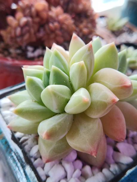 istock Korean succulent called Hera. Rosette close up. 1330878278