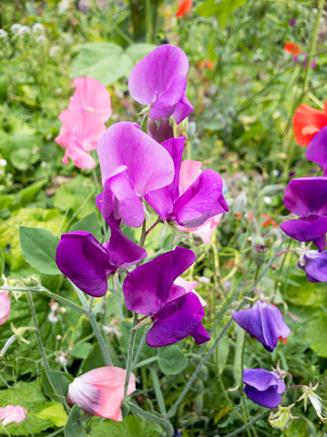 Purple Sweet Pea Flowers