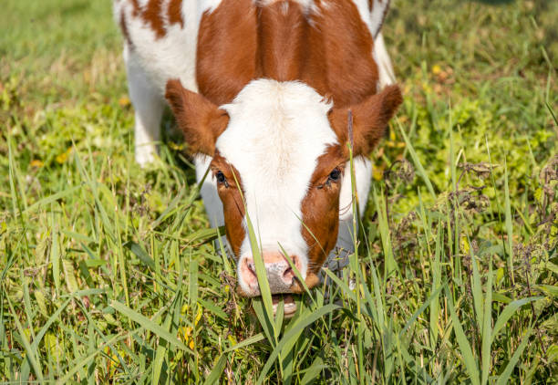 Cow with mouth open biting and grazing blades of grass, stooping in a green pasture