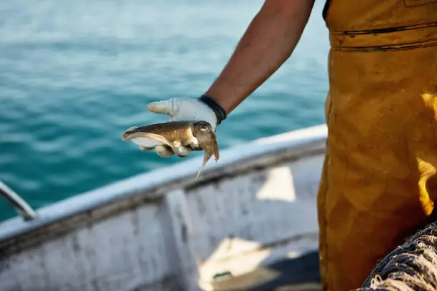 Portrait of freshly caught mollusk held in palm of Caucasian man’s gloved hand while standing on deck of boat in Mediterranean Sea.
