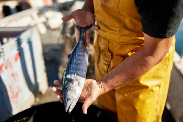 Fisherman Holding Freshly Caught Atlantic Bonito Close-up of mid adult Caucasian man in protective workwear standing on deck of boat holding fish with distinctively dark oblique stripes just out of the sea. catch of fish photos stock pictures, royalty-free photos & images