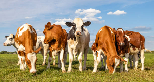 istock Young cows in a row, side by side, standing upright in a green meadow 1330878496