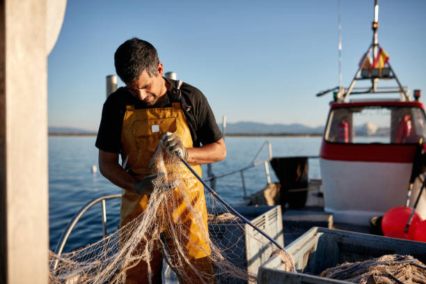 istock Independent Fisherman Carefully Removing Cuttlefish from Net 1330878498