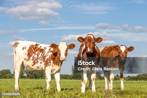 istock Three cute calves standing upright lovingly together, tender love portrait of young cows, in a green meadow under a cloudy blue sky and a faraway horizon over land 1330878504
