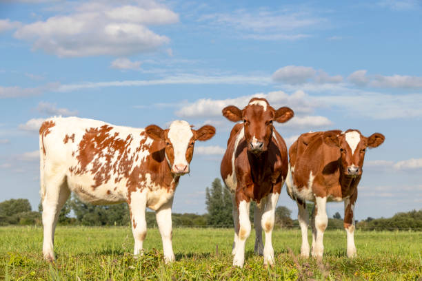 Three cute calves standing upright lovingly together, tender love portrait of young cows, in a green meadow under a cloudy blue sky and a faraway horizon over land Three cute calves standing upright lovingly together, tender love portrait of young cows, in a green meadow under a cloudy blue sky and a faraway horizon over land three animals stock pictures, royalty-free photos & images