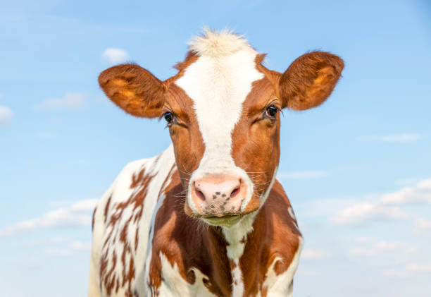 vitello carino con camice rosso e bianco, grandi occhi grandi e naso rosa, adorabile e innocente - calf foto e immagini stock