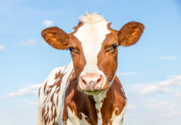 Cute calf with red and white coat, large big eyes and pink nose, lovely and innocent Cute calf with red and white coat, large big eyes and pink nose, lovely and innocent on a blue background. calf stock pictures, royalty-free photos & images