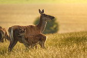 Red deer (Cervus elaphus) female hind mother and young baby calf at sunset.