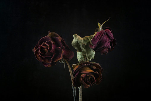 Roses withered on black background.