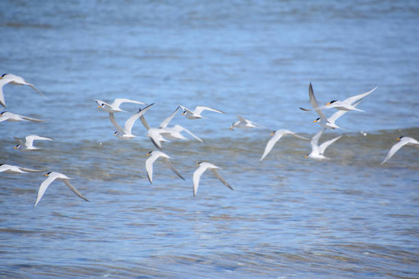 istock Plovers Along the Coastline 1330878935