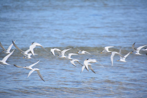 istock Plovers Along the Coastline 1330878944