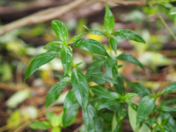 King of bitters scientific name Andrographis paniculata Burm, Wall. Ex Nees, Fah Talai jhon, Thai herbs relieve sore throat, reduce fever, heat up the cold green leaves vegetable nature protect coronavirus, covid-19 rey de los amargos nombre científico paniculata burm de andrographis, pared. ex nees, fah talai jhon, hierbas tailandesas alivian el dolor de garganta, reducen la fiebre, calientan las hojas verdes frías de la naturaleza vegetal protegen el coronavirus,
