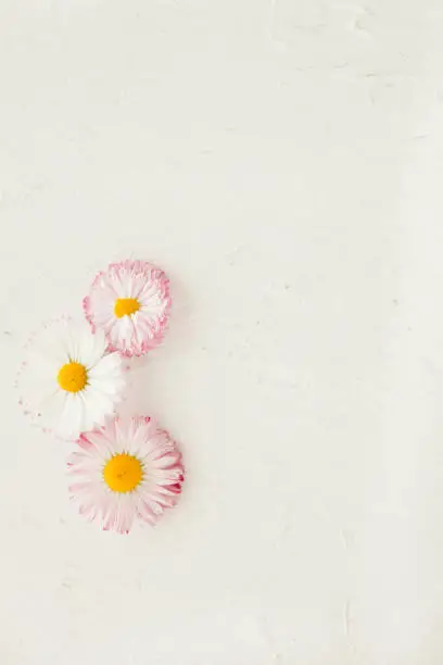 pink Daisy Flower Bellis perennis on white wooden surface. mock up with backgroung