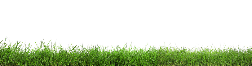 Beautiful lush green grass on white background. Banner design