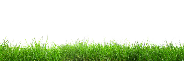 istock Beautiful lush green grass on white background. Banner design 1330881144