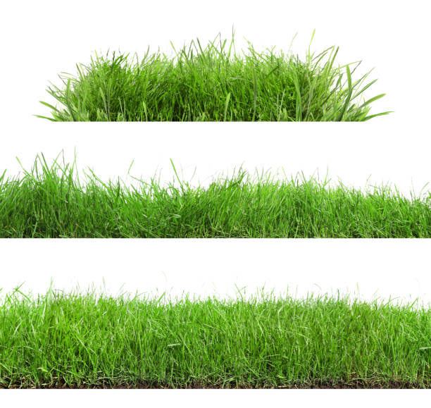 istock Beautiful lush green grass on white background, collage 1330881419
