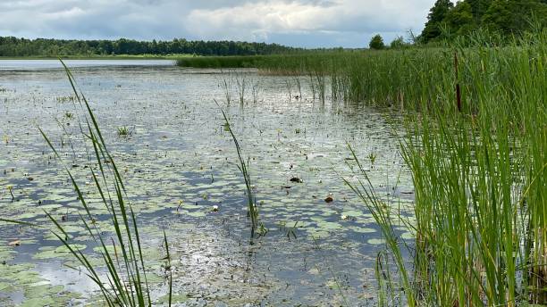 istock Nymphaea candida plants growing wild in a swamp lake 1330881449