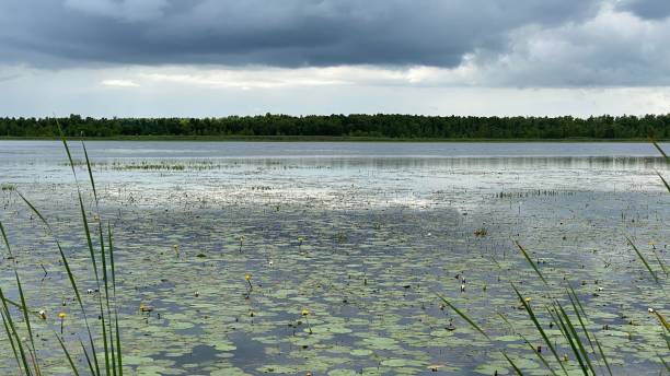 istock Nymphaea candida plants growing wild in a swamp lake 1330881510
