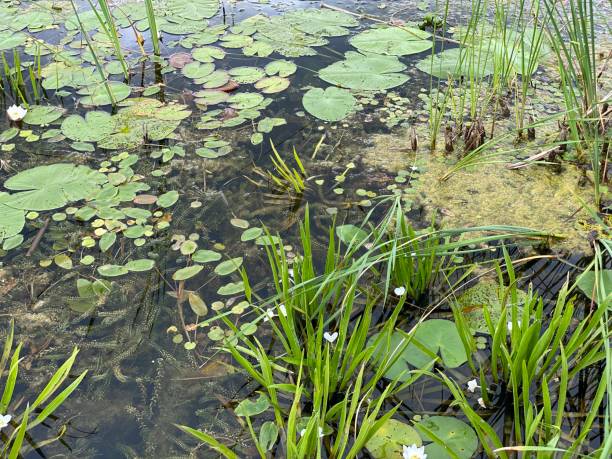 istock Nymphaea candida plants growing wild in a swamp lake 1330881556
