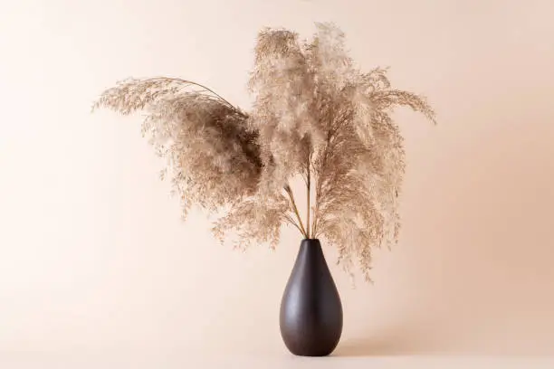 Photo of Dry pampas grass on a beige background in a vase.  Modern dry flower  decor.