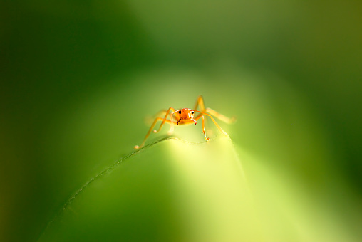 lone ant walks on a banana leaf in thailand