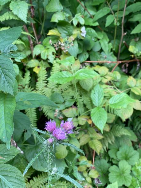 istock Cirsium palustre flowers growing wild in a swamp forest 1330882614
