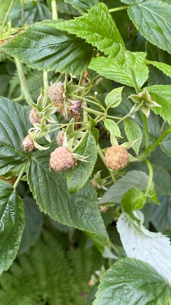 istock wild raspberries in the forest visible fruit and green leaves 1330882749