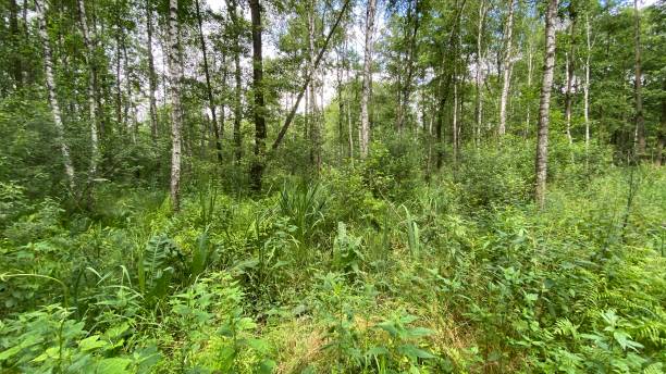 istock Dennstaedtia punctilobula plants growing wild in a swamp forest 1330882988
