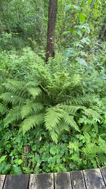 istock Dennstaedtia punctilobula plants growing wild in a swamp forest 1330883008