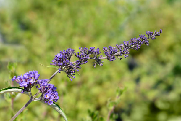 istock Summer lilac Nanho Blue 1330883068